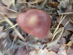 Rhodocollybia