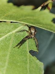 Philodromus aureolus