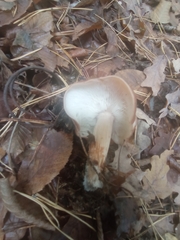 Rhodocollybia