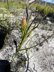 Disa