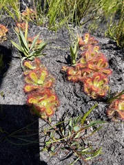 Drosera esterhuyseniae