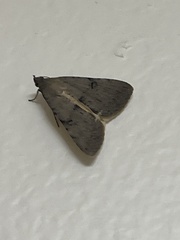 Bleptina caradrinalis