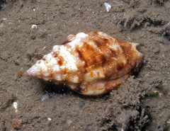 Enaeta cumingii