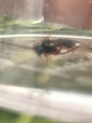 Pimpla rufipes