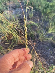 Oenothera curtiflora