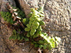 Asplenium petrarchae