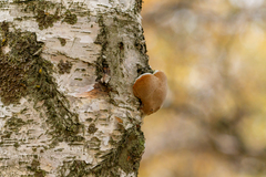 Phellinus nigricans