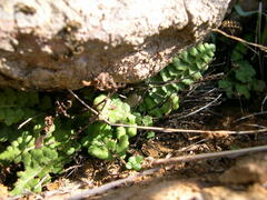 Asplenium petrarchae