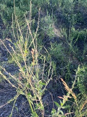 Oenothera curtiflora