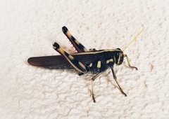 Schistocerca albolineata