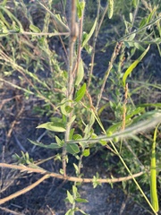 Oenothera curtiflora