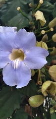 Angiospermae