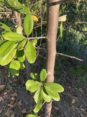 Sideroxylon lanuginosum