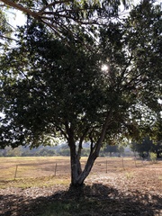 Quercus agrifolia