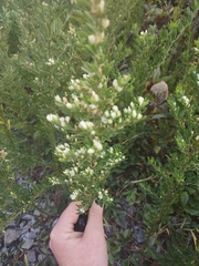 Lespedeza cuneata