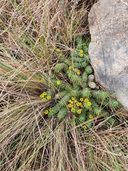 Euphorbia flanaganii