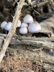 Mycena haematopus