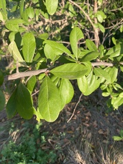 Sideroxylon lanuginosum