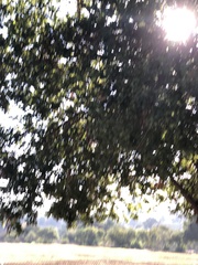 Quercus agrifolia