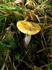 Russula ochroleuca