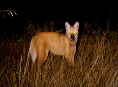 Chrysocyon brachyurus