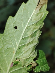 Phytomyza lycopi