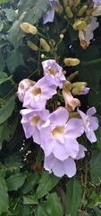 Angiospermae