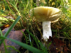 Russula ochroleuca