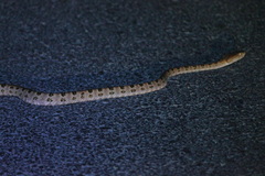 Protobothrops mucrosquamatus