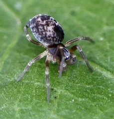 Dictyna uncinata