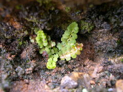 Asplenium petrarchae