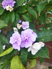 Brunfelsia pauciflora