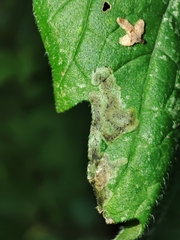 Phytomyza lycopi