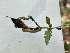 Pyrrhia aurantiago