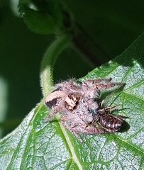 Megafreya sutrix