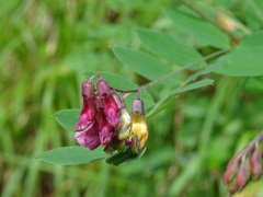 Lathyrus niger