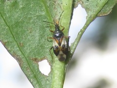 Anthocoris nemorum