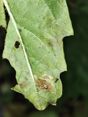 Phytomyza lycopi