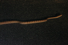 Protobothrops mucrosquamatus