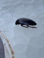 Hydrophilus triangularis