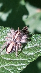 Megafreya sutrix