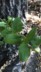 Quercus agrifolia