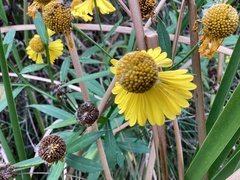 Helenium