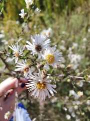 Symphyotrichum lanceolatum