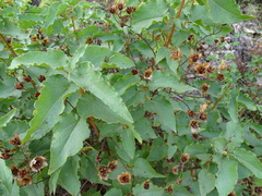 Cistus populifolius