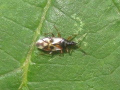 Anthocoris nemorum