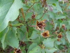 Cistus populifolius