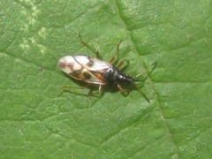 Anthocoris nemorum
