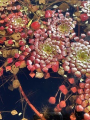 Ludwigia sedoides