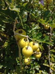 Solanum linnaeanum